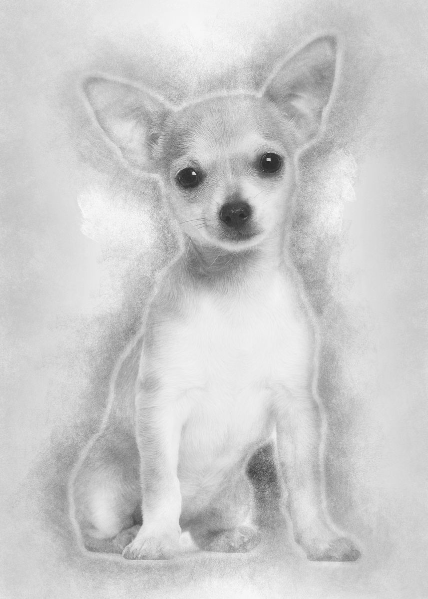 Chihuahua Puppy 3 Months O Poster By Noahs Ark Displate