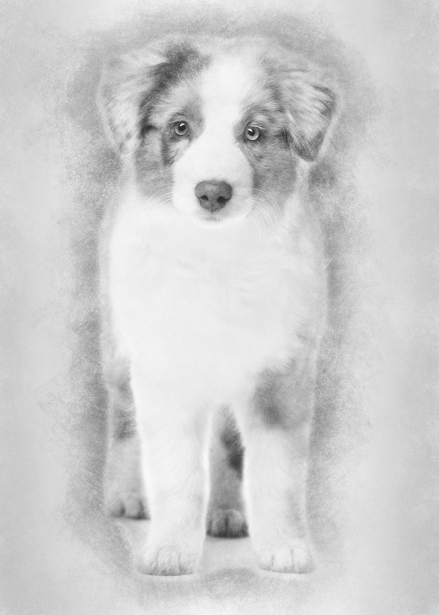 'Australian Shepherd puppy ' Poster by Noahs Ark | Displate