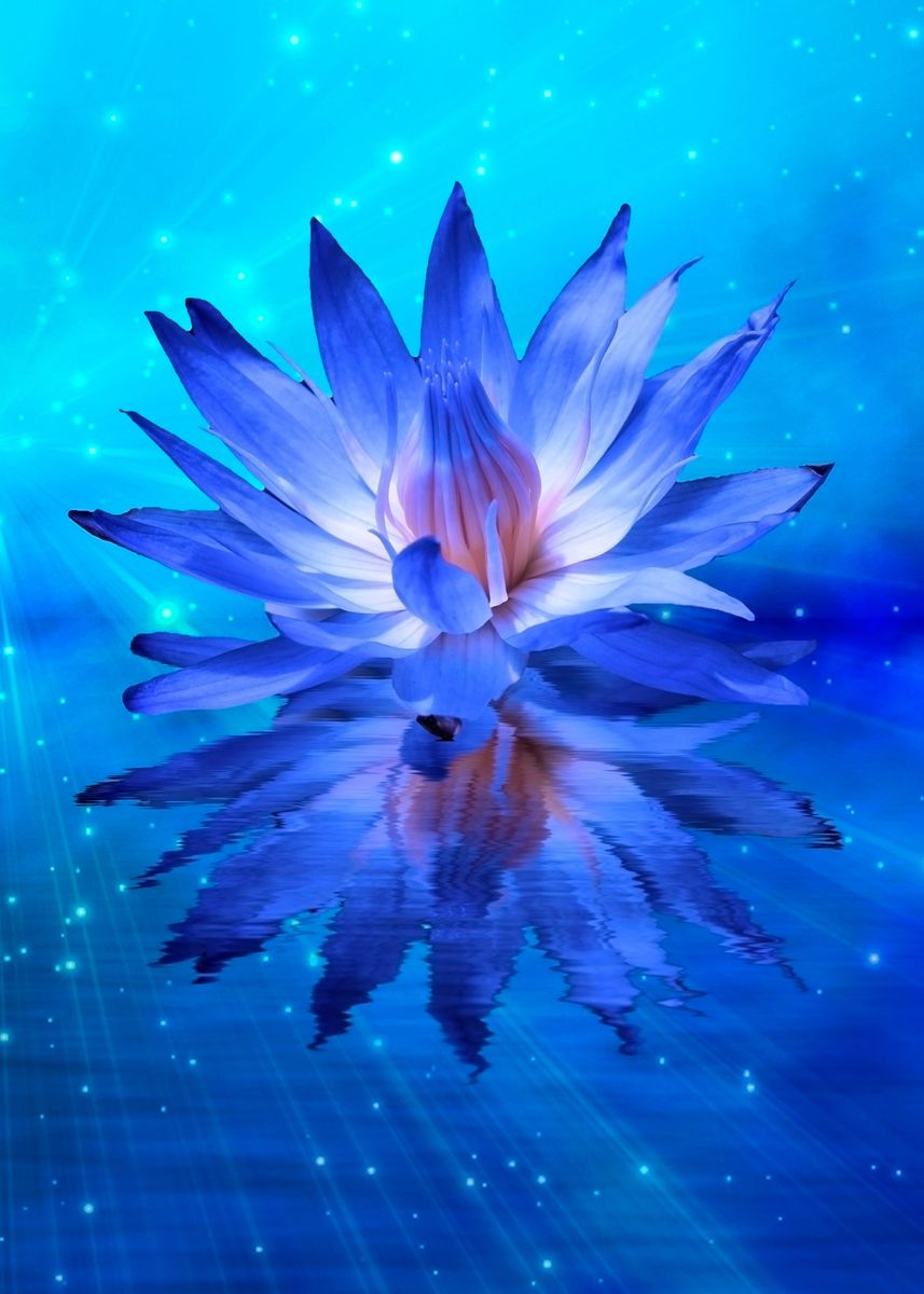 Blue Lotus Flower Witcher 3 Home Alqu