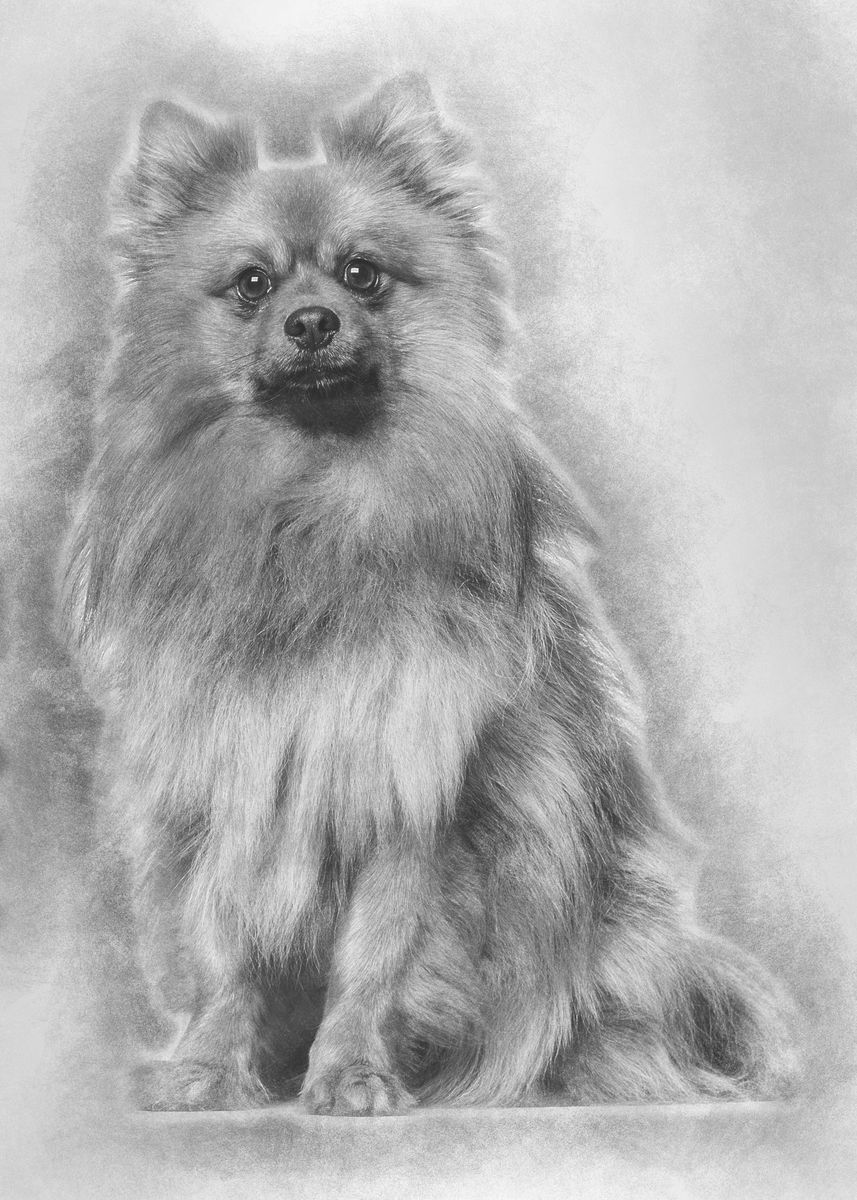 Keeshond Dog Sitting Again Poster Print By Noahs Ark Displate