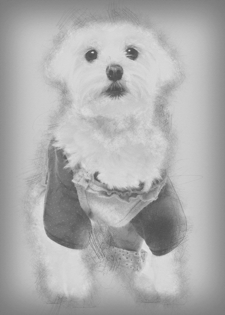 maltese dressed up