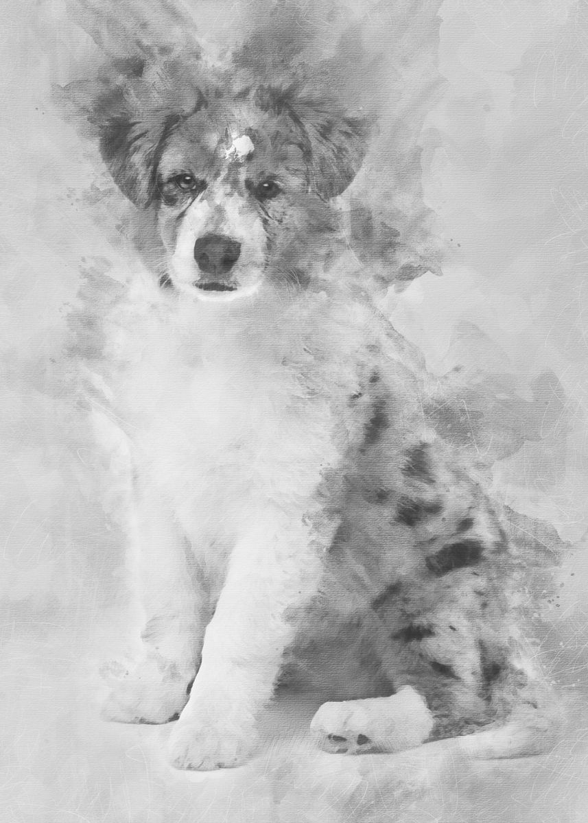 'Australian Shepherd puppy ' Poster, picture, metal print, paint by ...