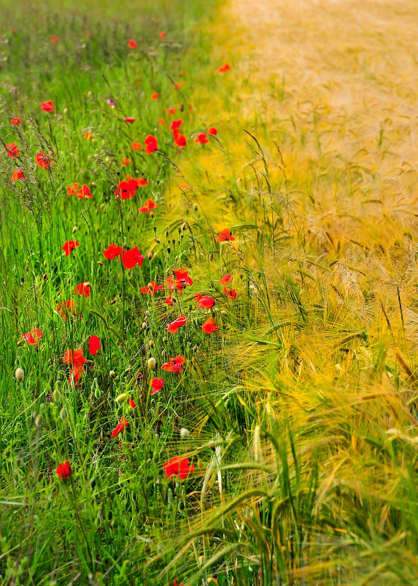 'Half and Half' Poster by Svetlana Sewell Displate