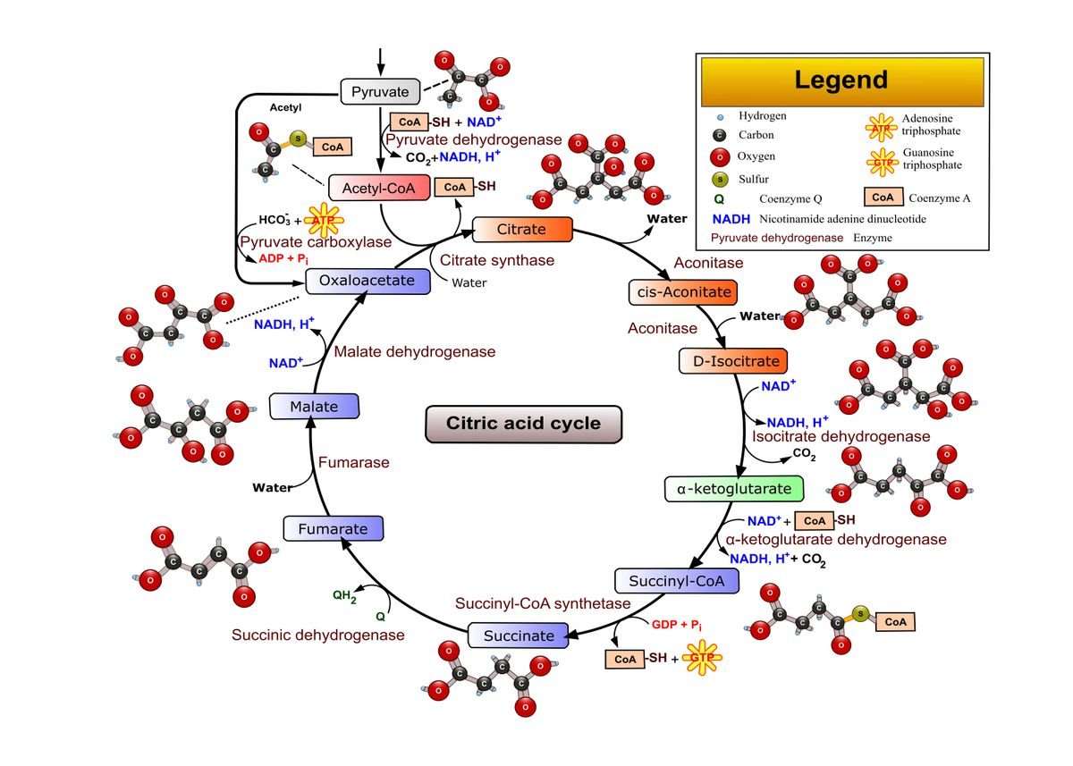 Citric Acid Cycle Poster Print By Janice M Displate