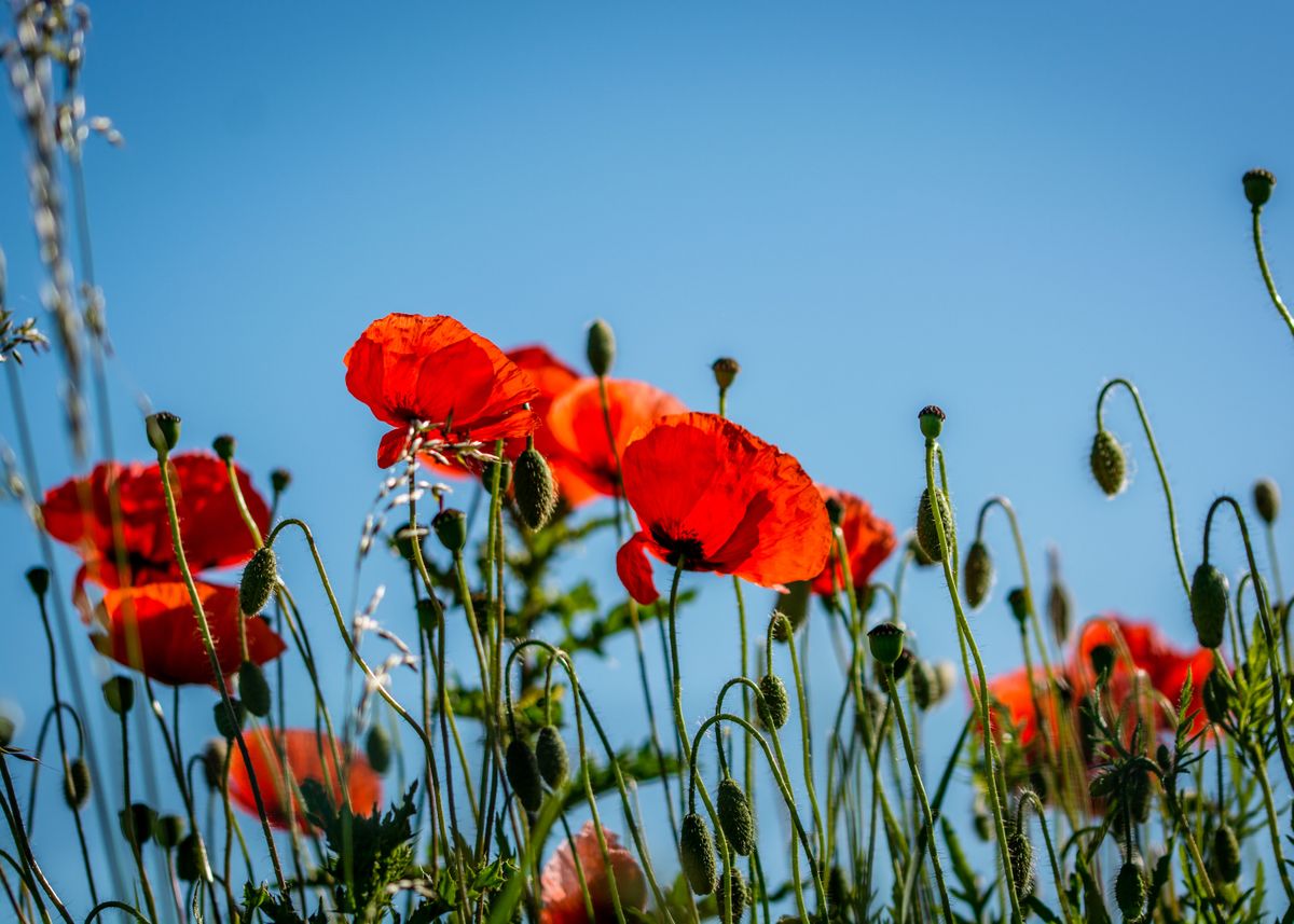 'Poppies' Poster by Neal Trafankowski | Displate