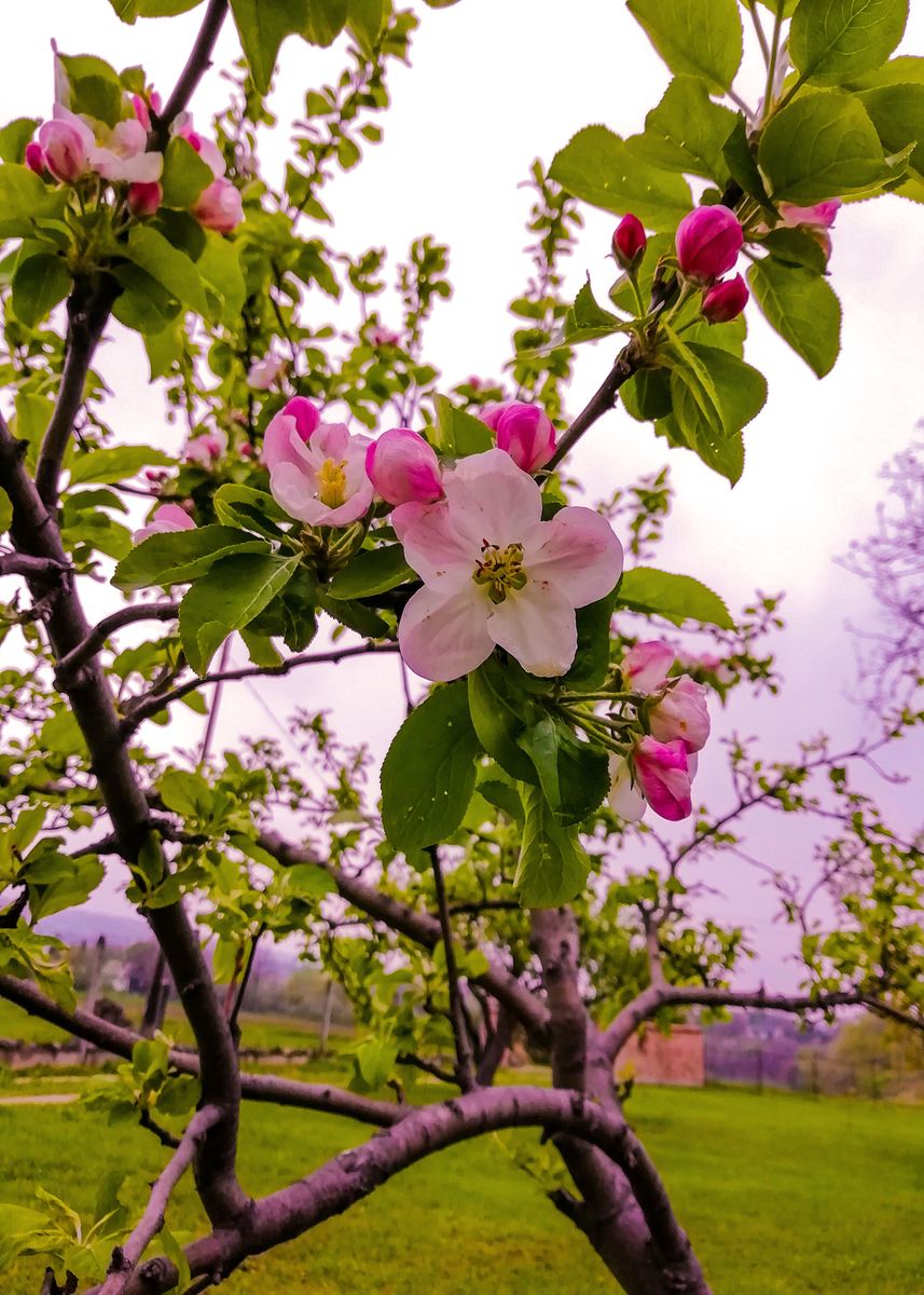 'Blossoming apple tree' Poster, picture, metal print, paint by Nana ...