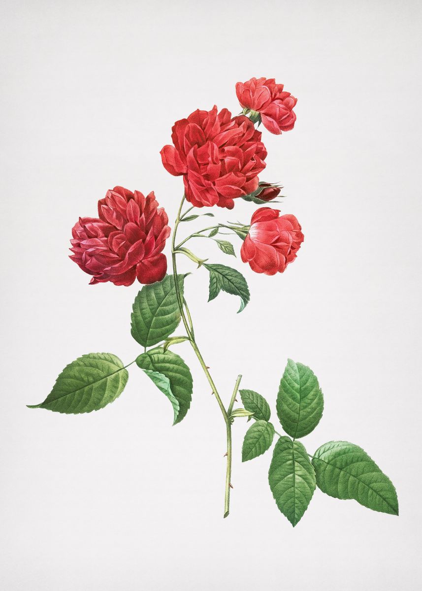 'Red Cabbage Rose in Bloom' Poster, picture, metal print, paint by Holy ...
