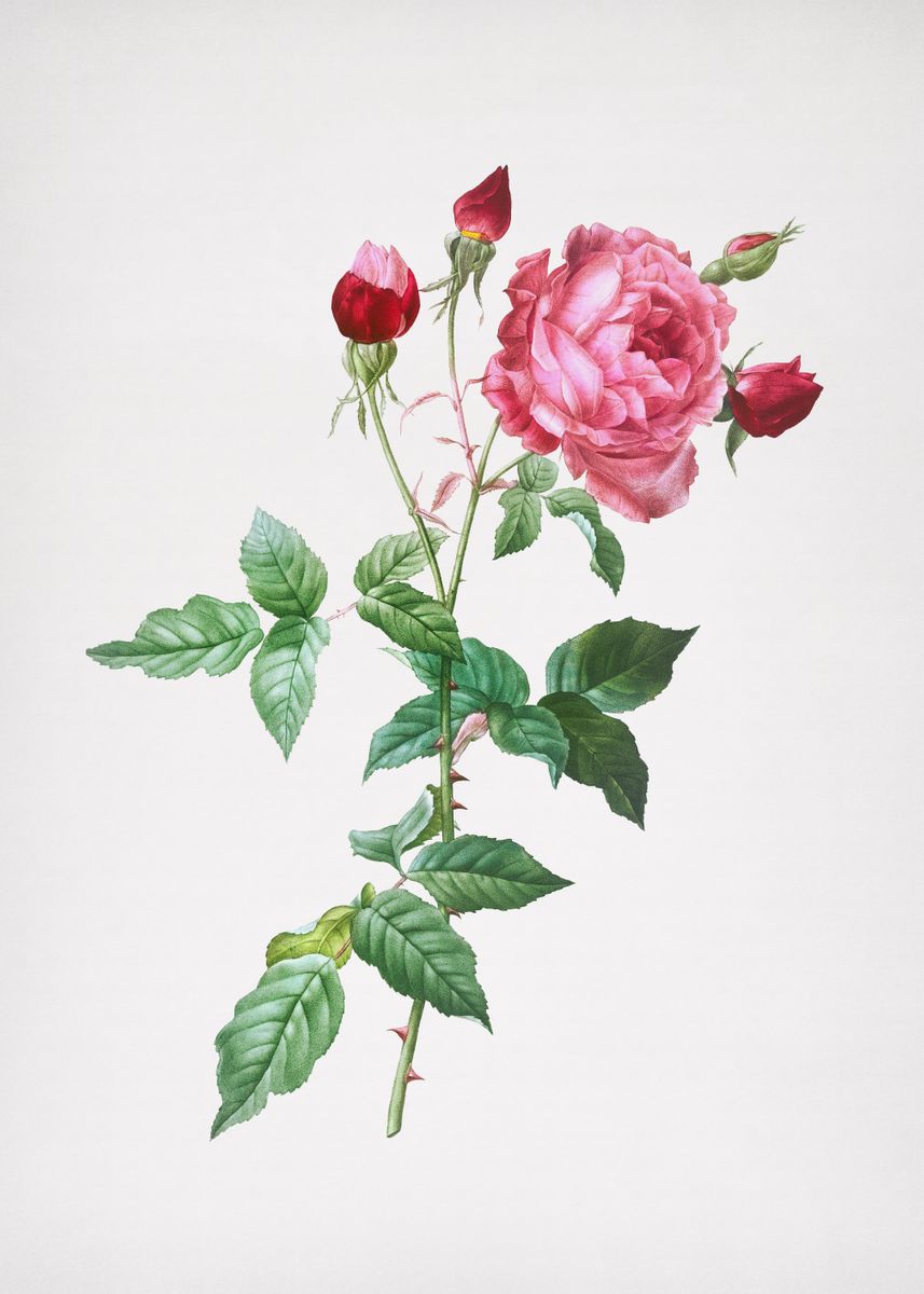 'Blooming Pink Cabbage Rose' Poster by Holy Rock Design | Displate