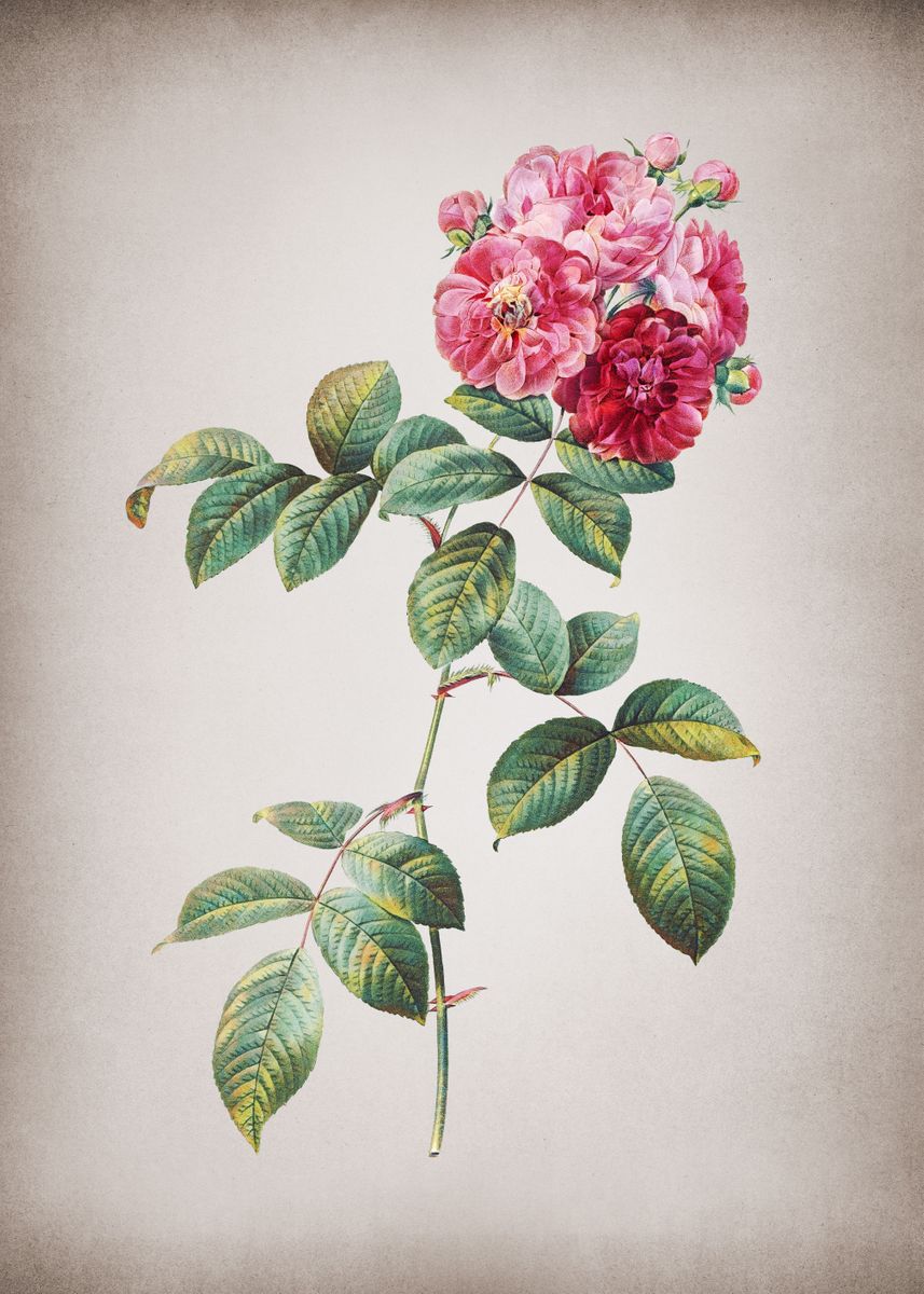 ‘Vintage Seven Sisters Rose’ Poster by Holy Rock Design | Displate