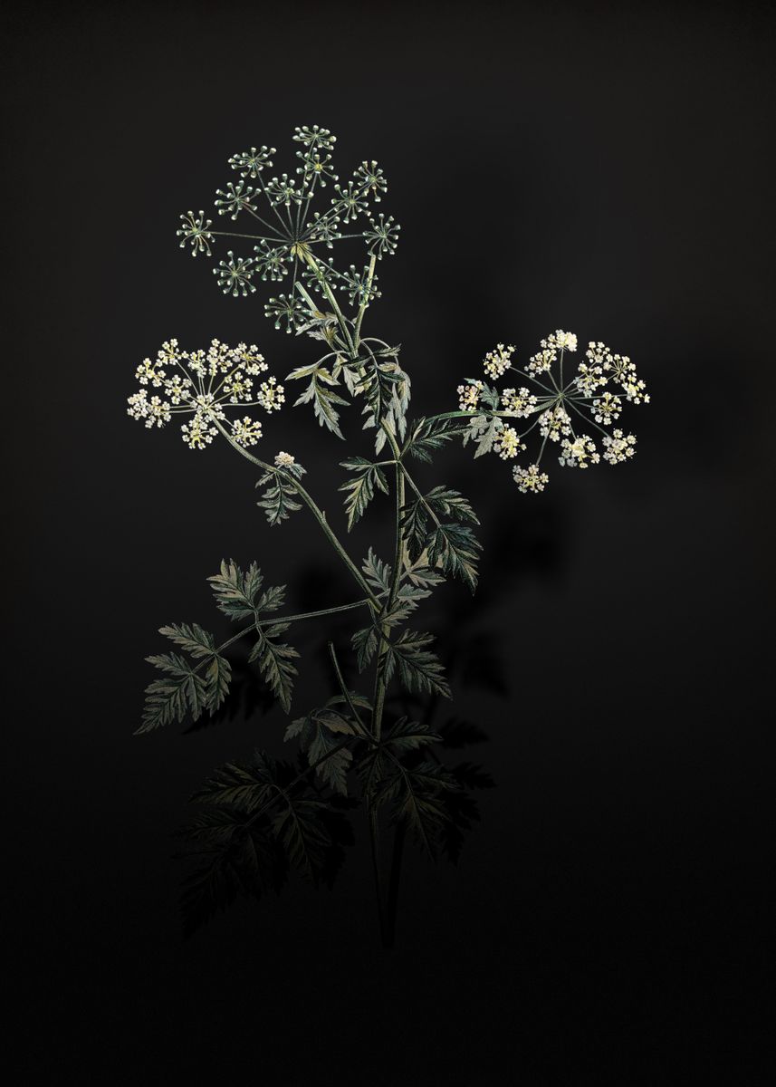 'Shadowy Hemlock Flowers' Poster, picture, metal print, paint by Holy ...