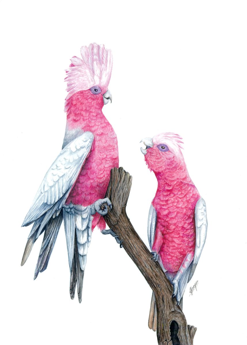 'Pink and Grey Galahs' Poster, picture, metal print, paint by Genevieve ...