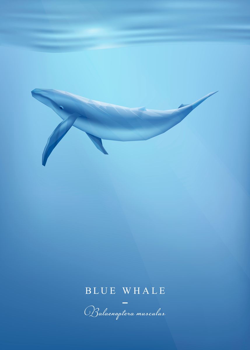 'Blue Whale' Poster, picture, metal print, paint by Splano | Displate