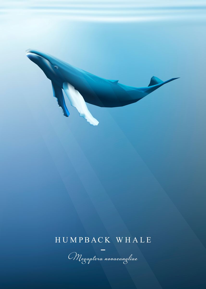 'Humpback Whale' Poster, picture, metal print, paint by Splano | Displate