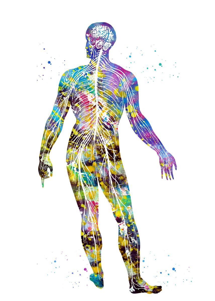 Нервная система человека арт