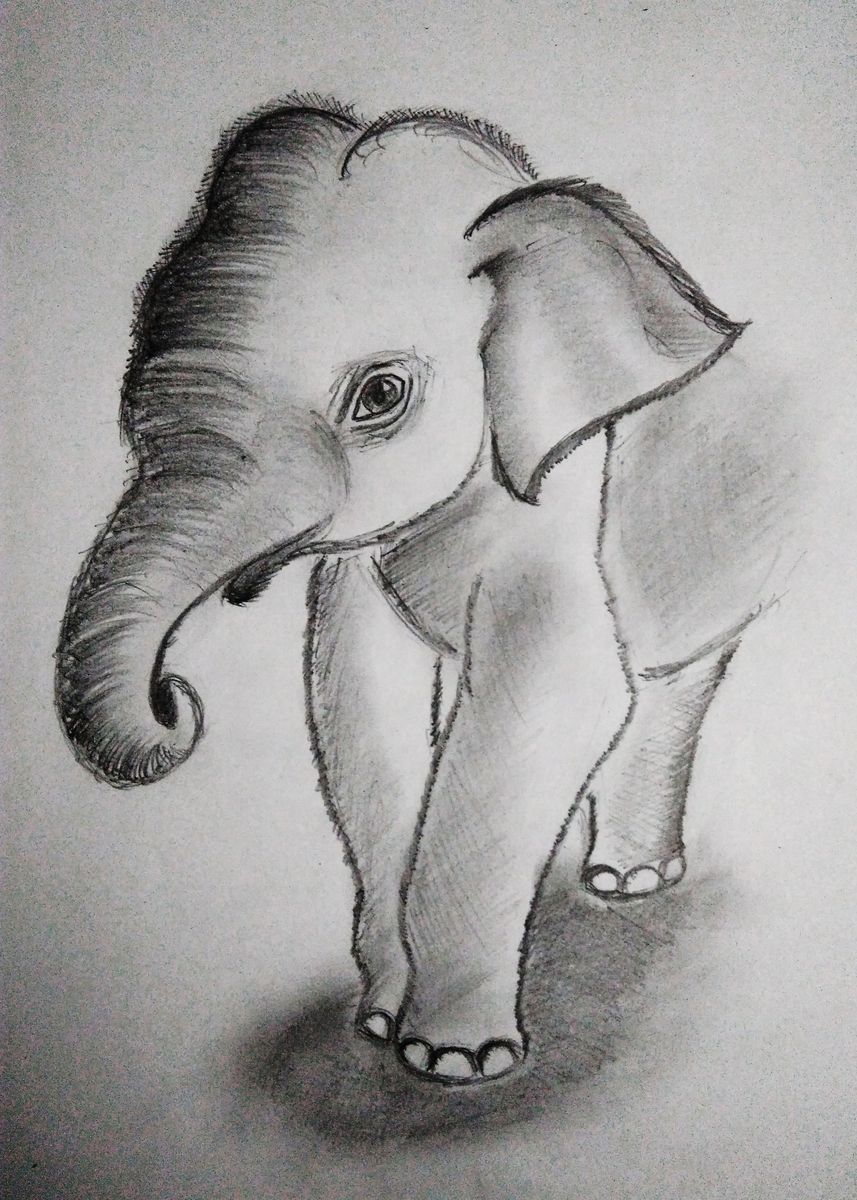 pencil drawings of baby elephants