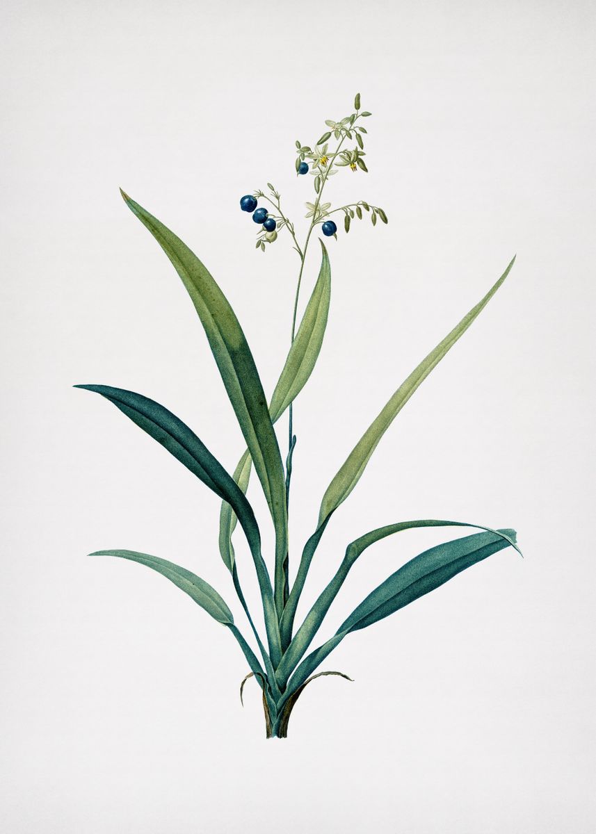 'Flax Lilies' Poster, picture, metal print, paint by Holy Rock Design ...