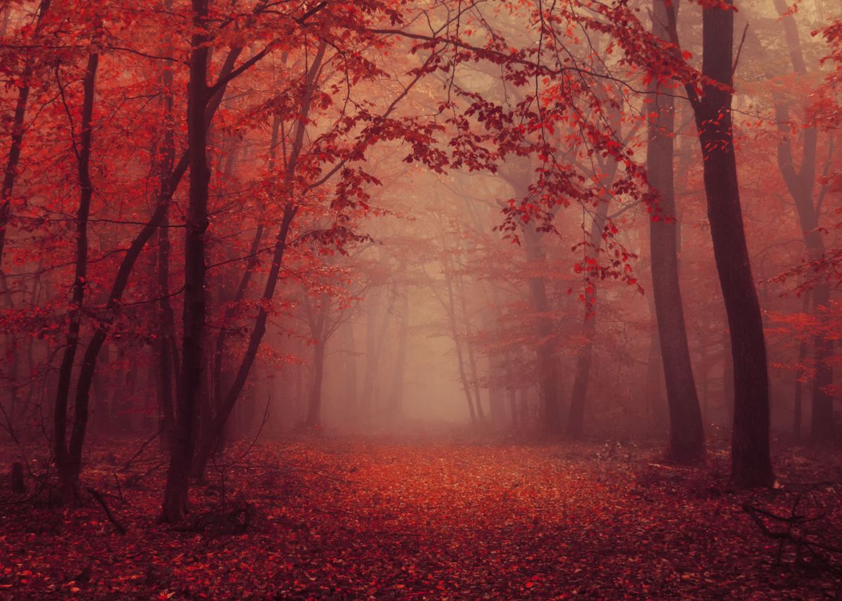 Red Autumn Forest Path Metal Poster Zsolt Zsigmond Displate