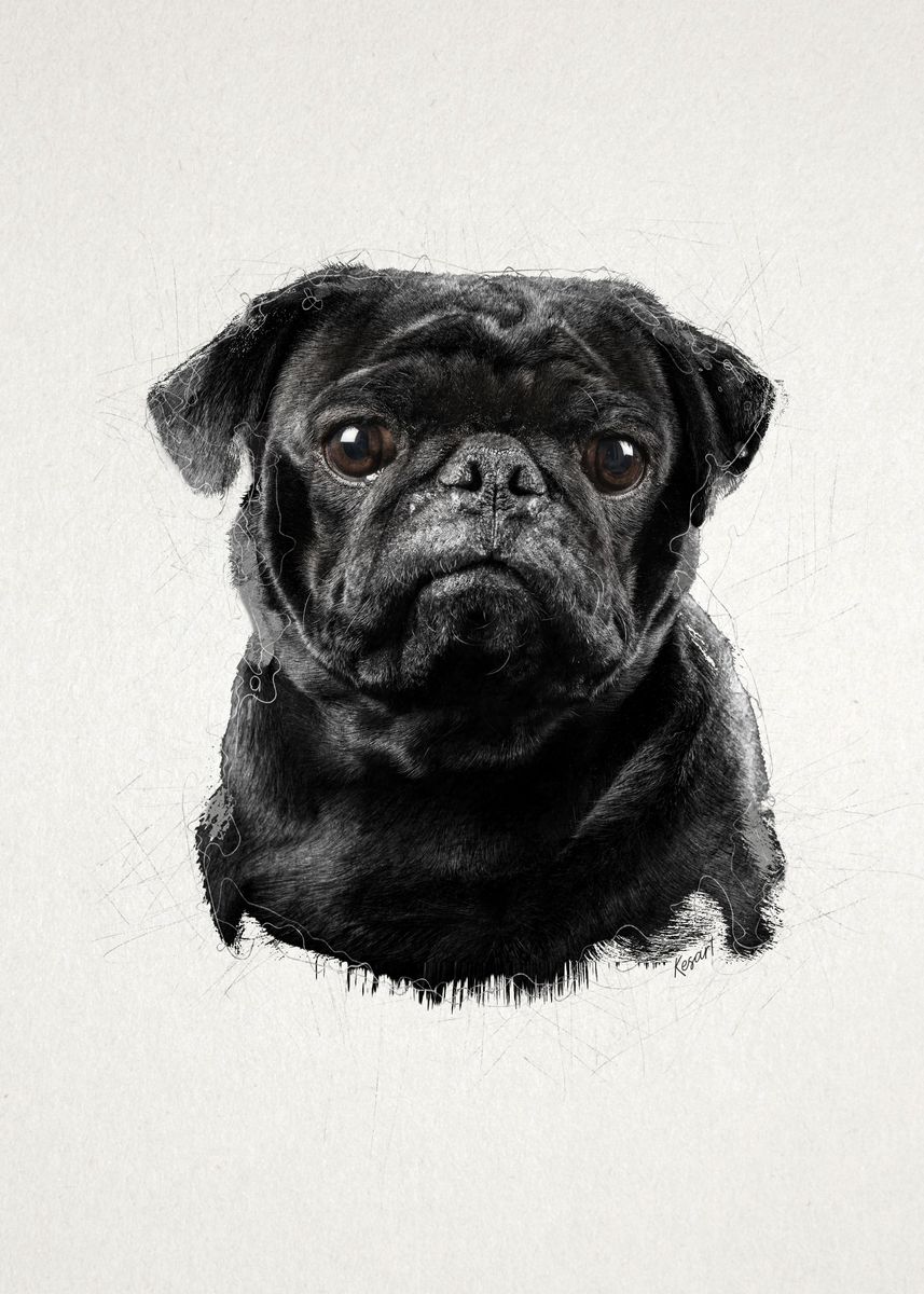 Black Pug Solid-Faced Canvas Print