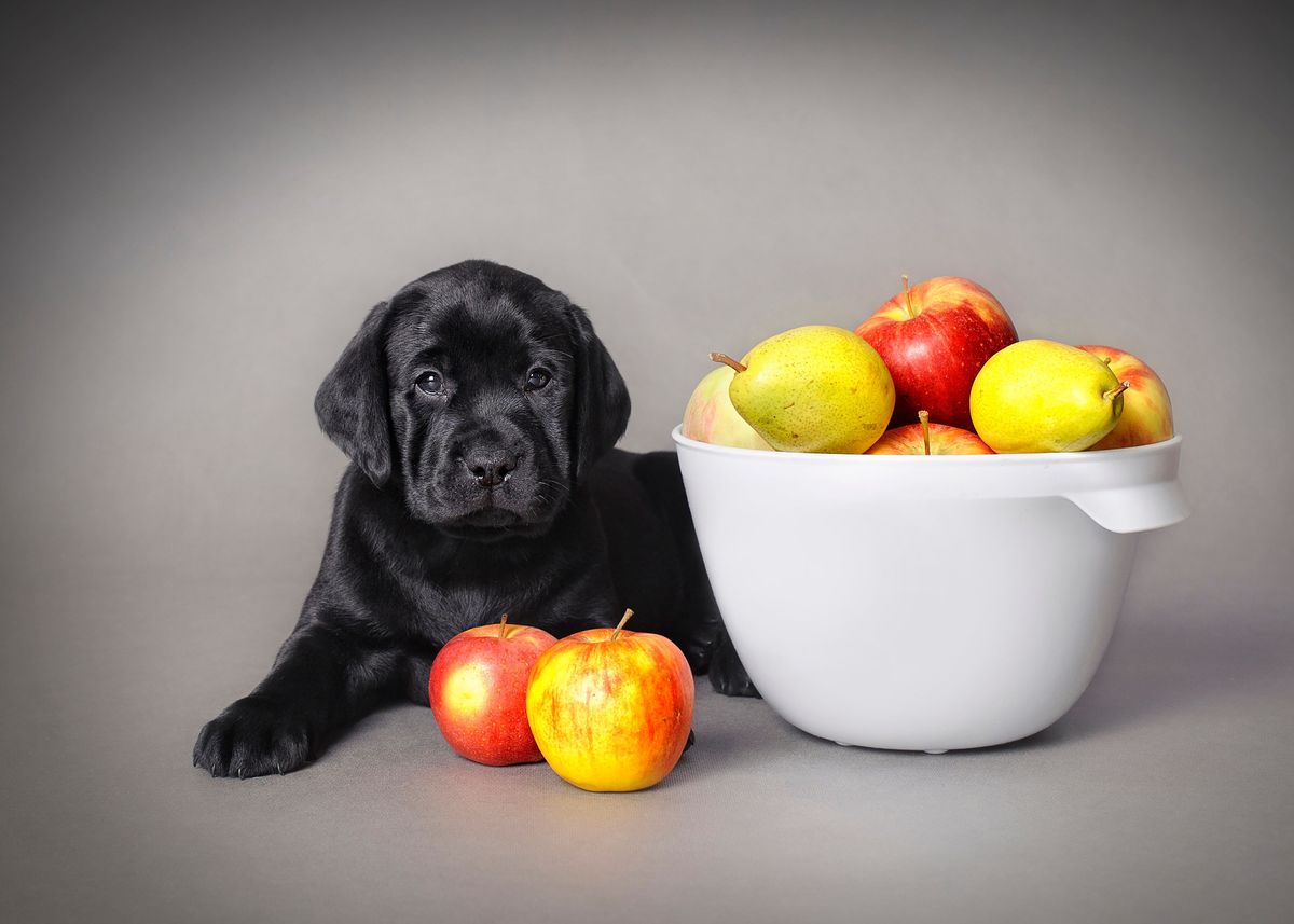 fruits for labrador puppy