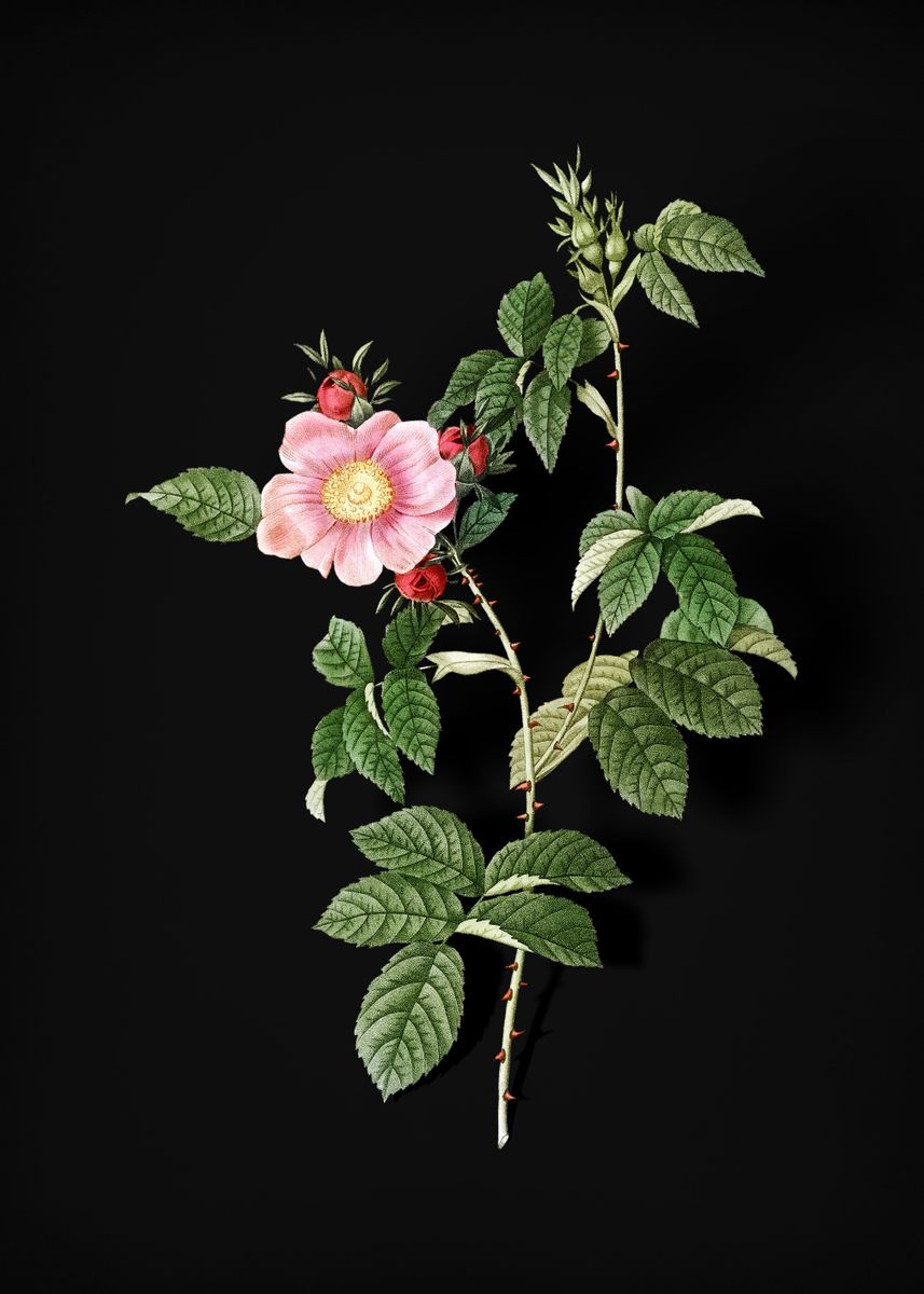 'Big Flowered Dog Rose' Poster, picture, metal print, paint by Holy ...