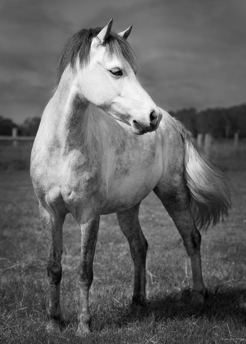 'Storm Horse' Poster by Sarah Arthur | Displate