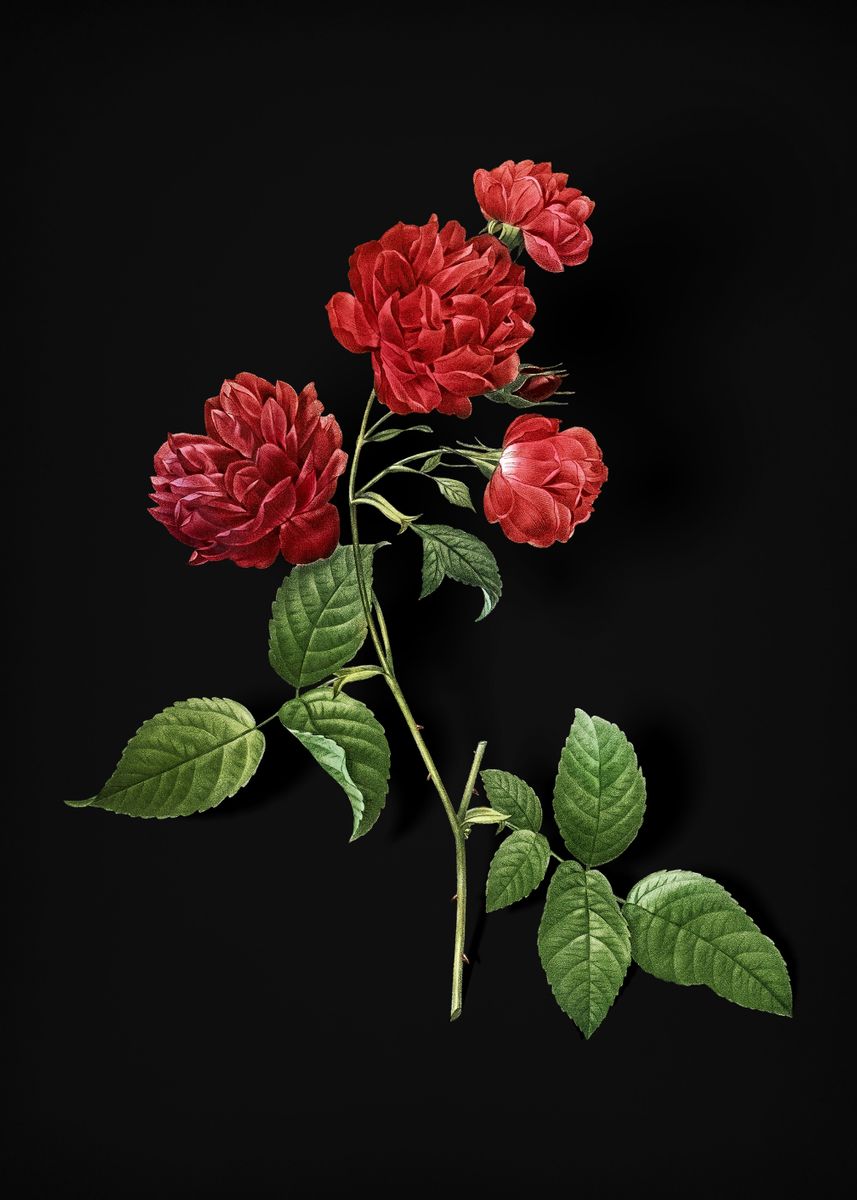'Red Cabbage Rose in Bloom' Poster, picture, metal print, paint by Holy ...