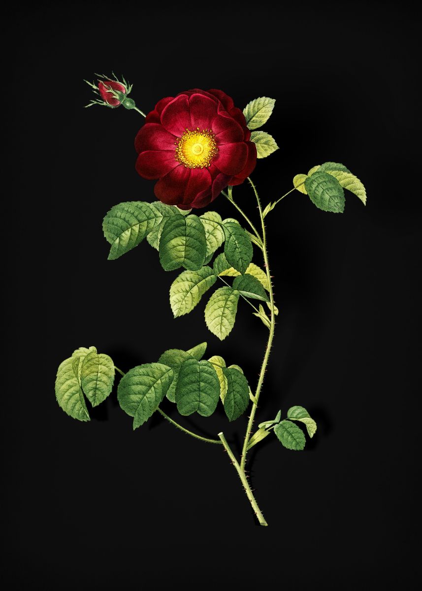 'Vintage Rose' Poster, picture, metal print, paint by Holy Rock Design ...