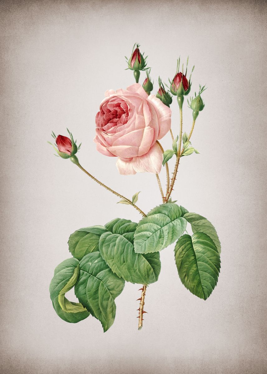 'Blooming Cabbage Rose' Poster, picture, metal print, paint by Holy ...