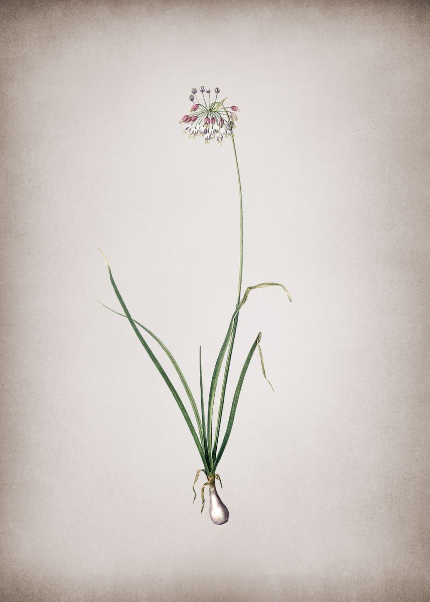 'Vintage Nodding Onion' Poster, picture, metal print, paint by Holy ...