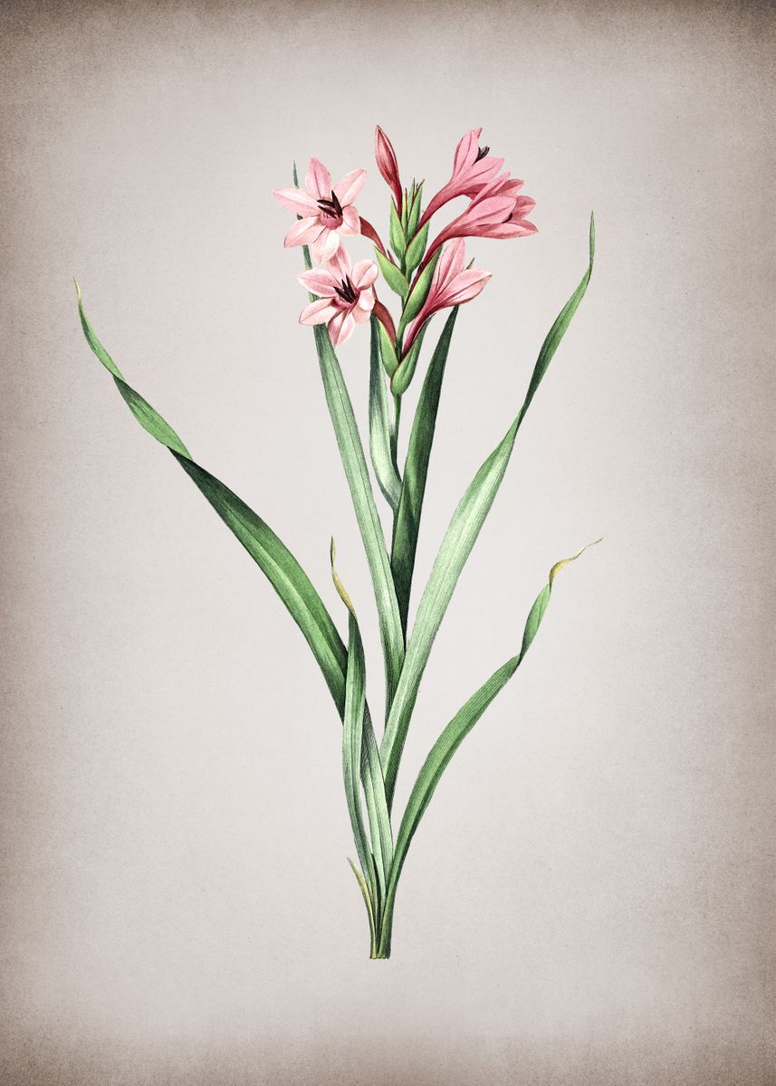 'sword Lily' Poster, Picture, Metal Print, Paint By Holy Rock Design 