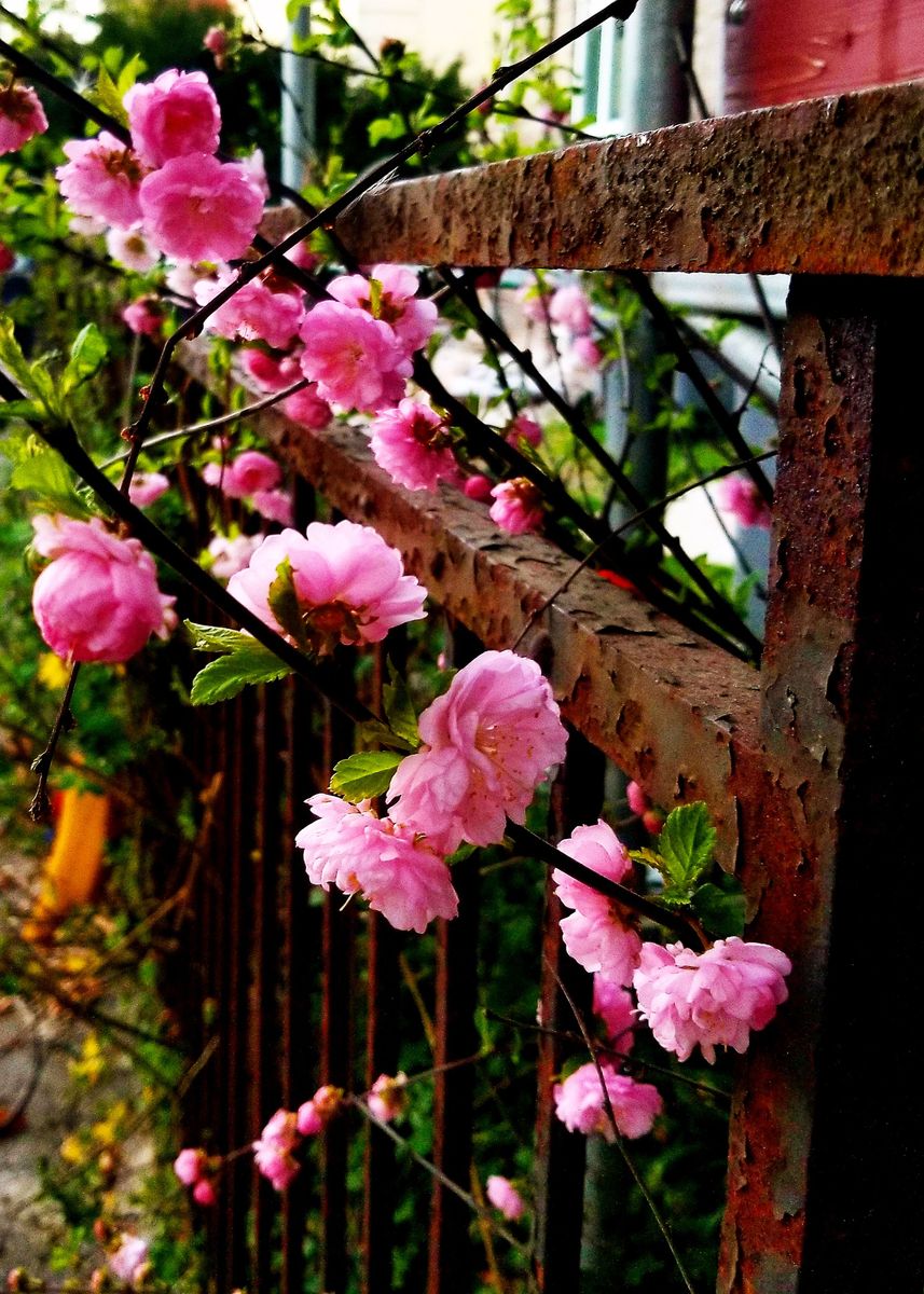 'Pink and Rust' Poster, picture, metal print, paint by Shroom Squirrel ...