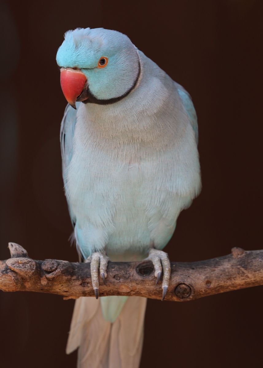 'Blue Indian Parakeet ' Poster by Melanie Kowasic | Displate