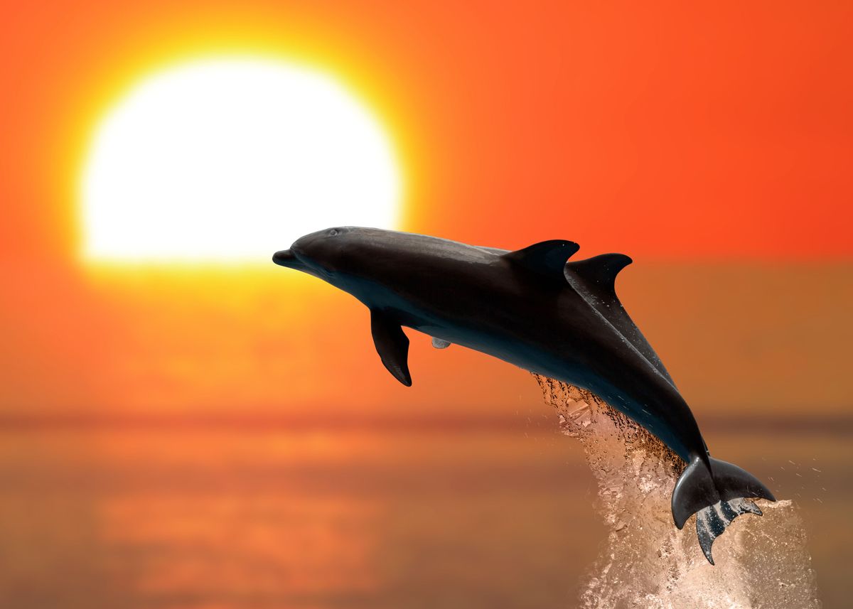 Фотографии черных дельфинов на фоне заката солнца цветные