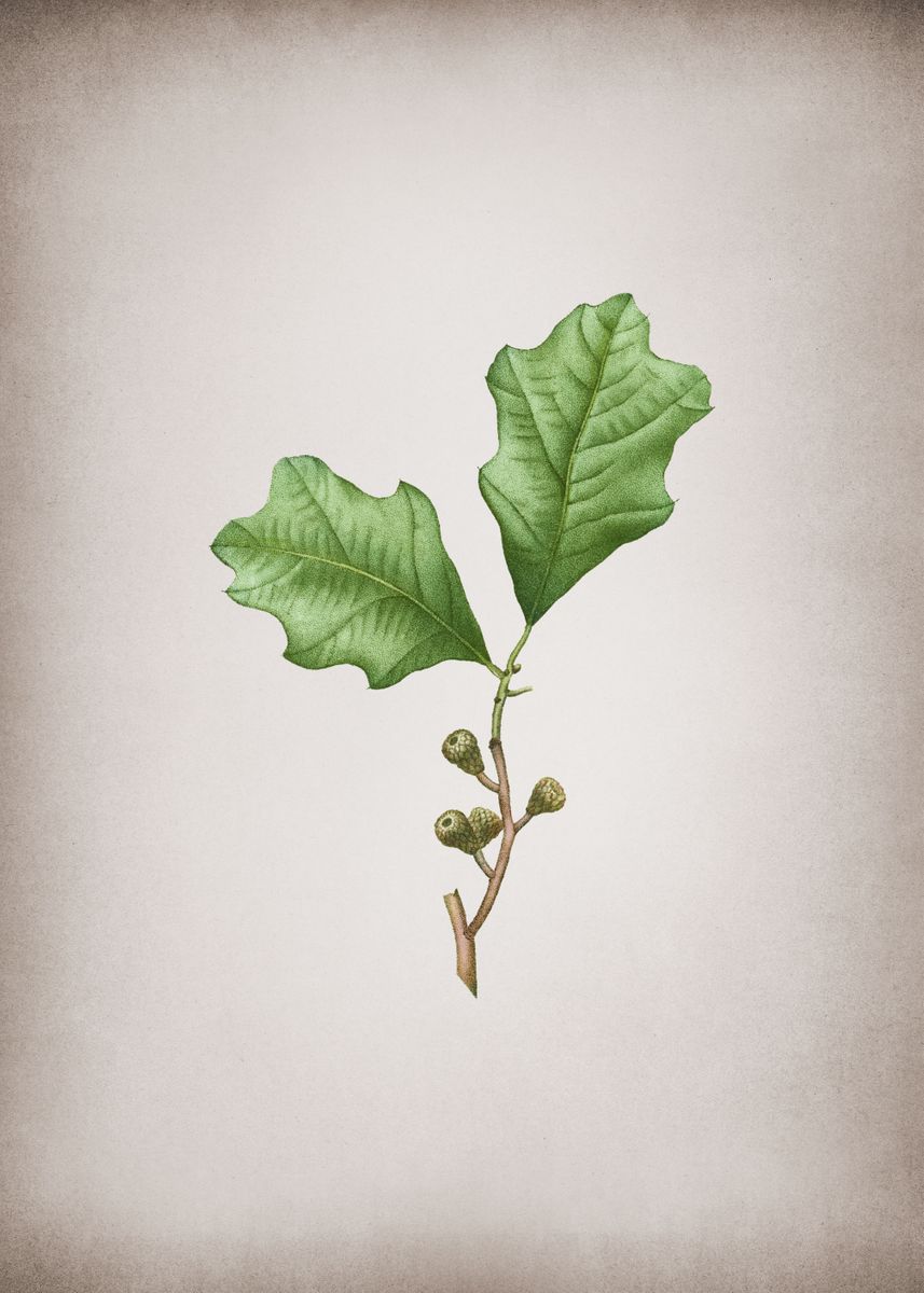 Vintage Bear Oak Leaves Poster By Holy Rock Design Displate