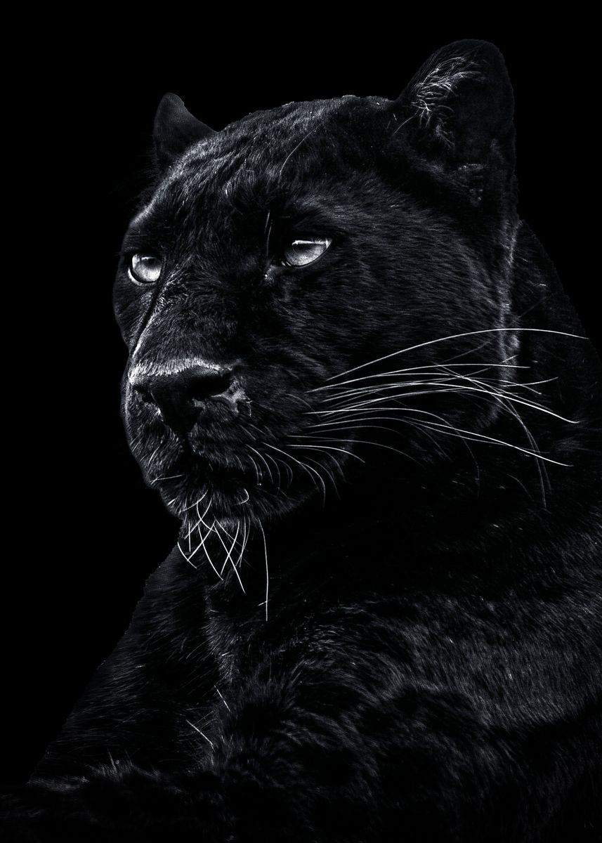 'wild Black panther ' Poster, picture, metal print, paint by mk studio ...