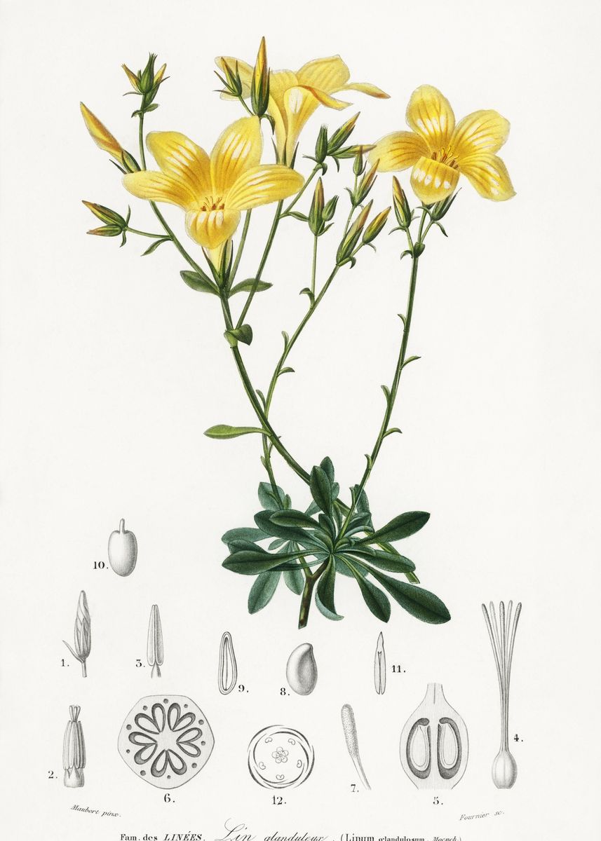 Лен Ботаническая иллюстрация