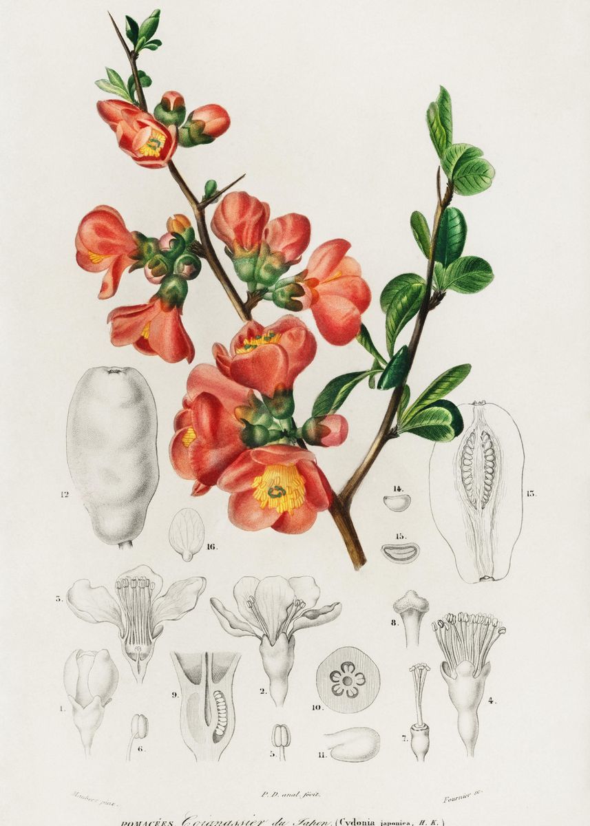 Айва Ботаническая иллюстрация