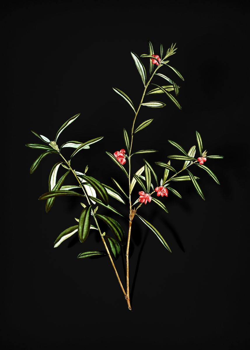 'Vintage Bog Rosemary Bush' Poster by Holy Rock Design Displate