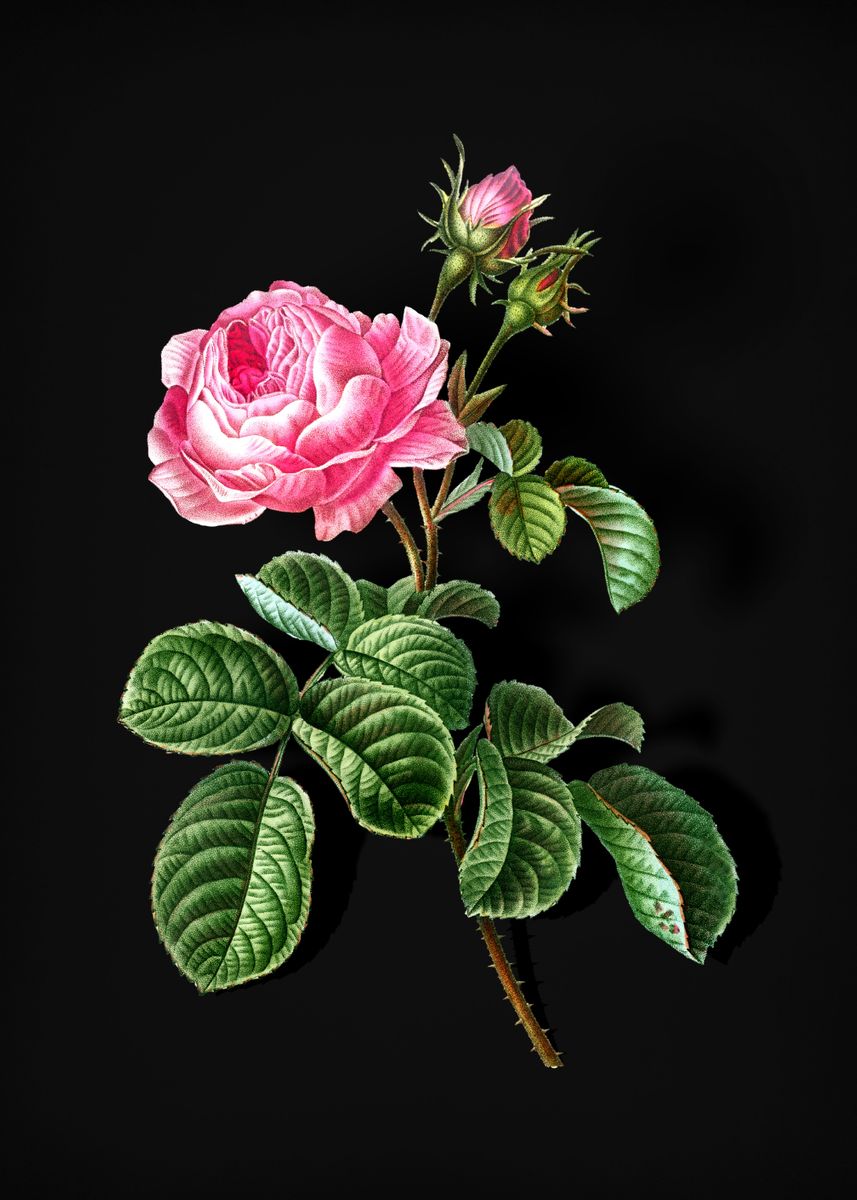 'Vintage Provence Rose' Poster, picture, metal print, paint by Holy ...