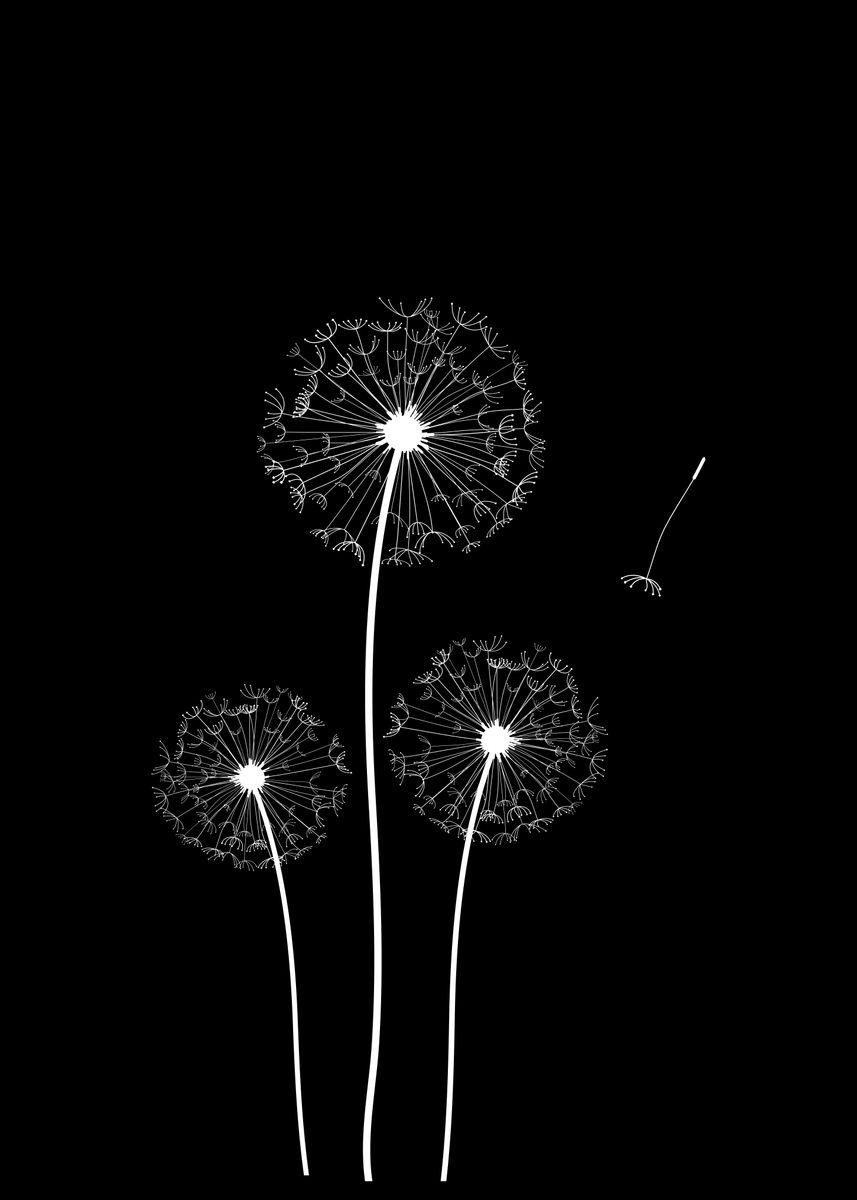 'Three White Dandelions' Poster by Susanne Flø | Displate