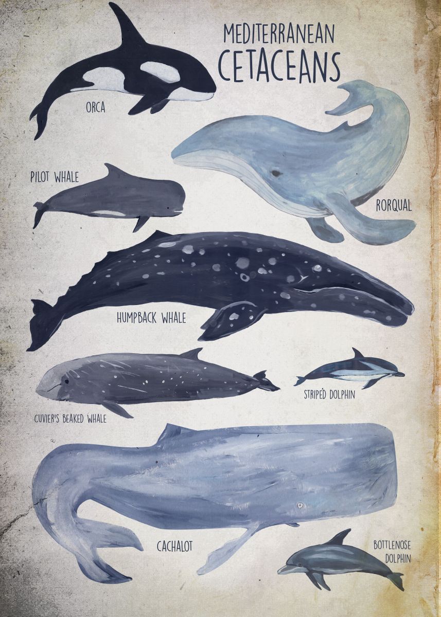 'mediterranean Cetaceans' Poster, picture, metal print, paint by Oscar ...