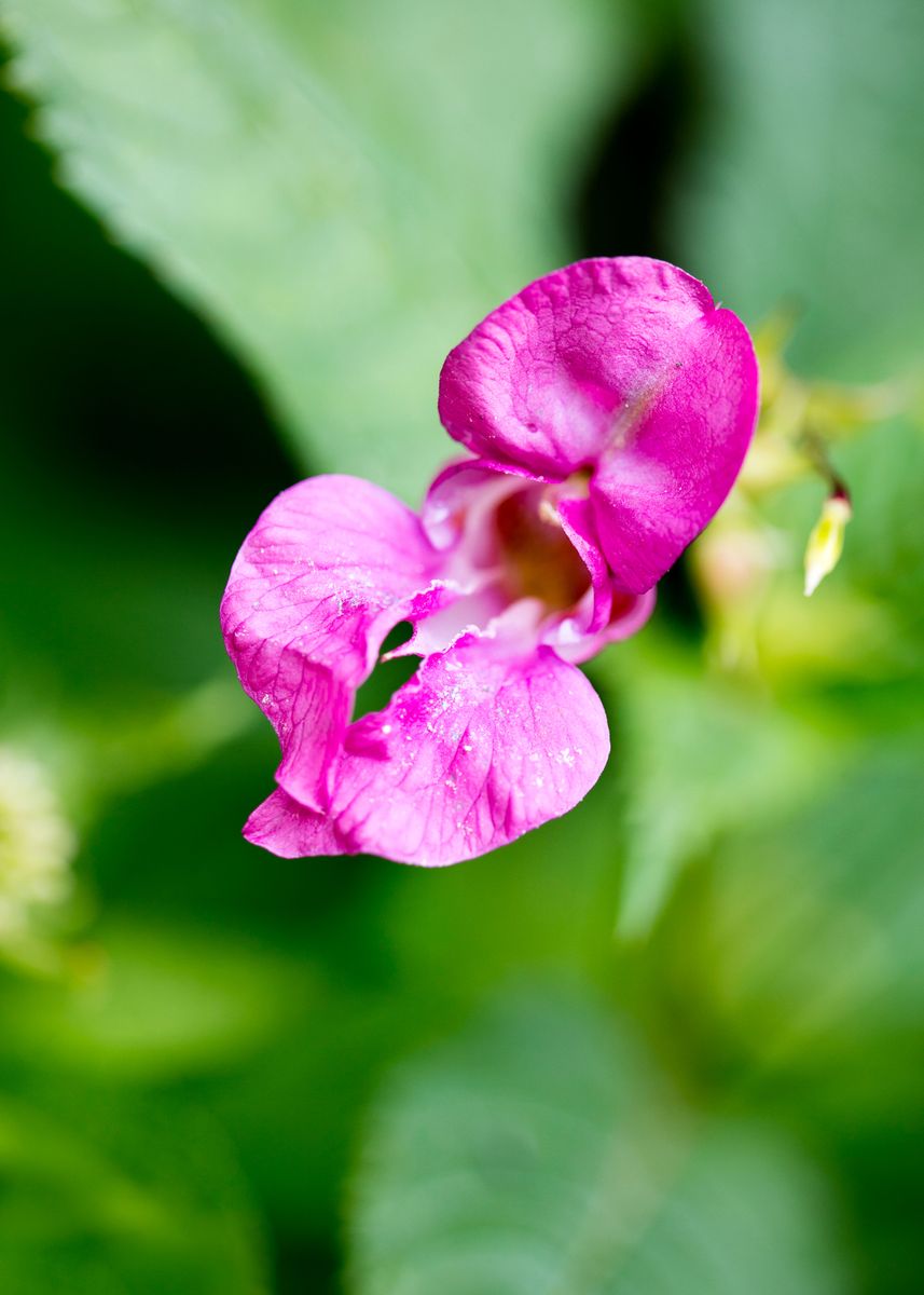 Impatiens Glandulifera Metal Poster Print Bakalaerozz Displate
