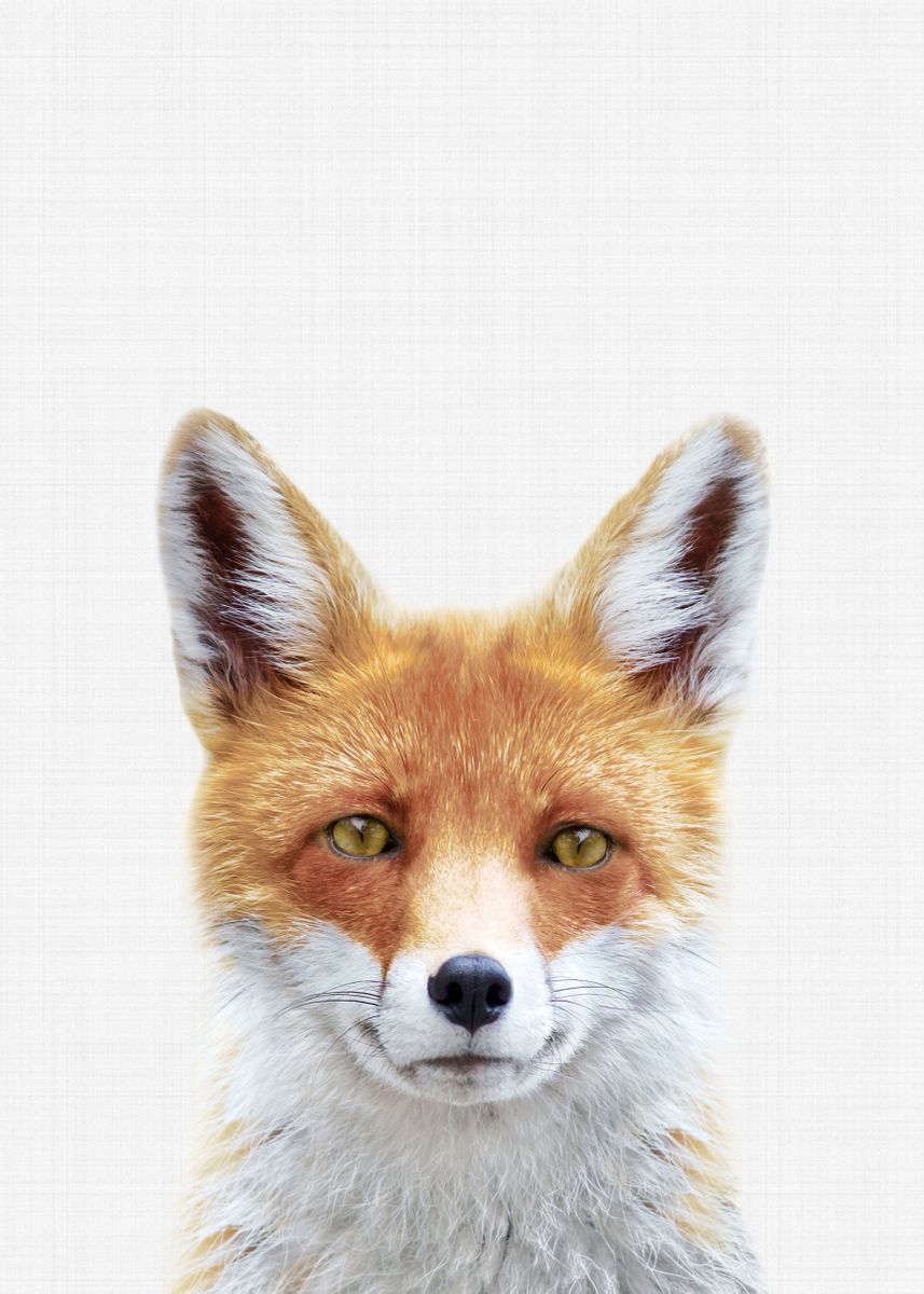 Fox_ll. Fox ii