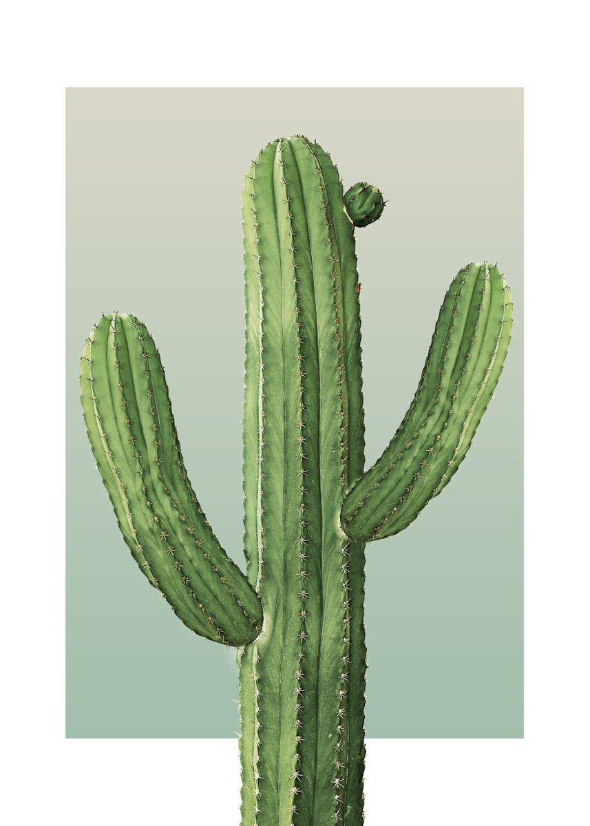 'Cactus in Olive' Poster, picture, metal print, paint by noemptywalls ...