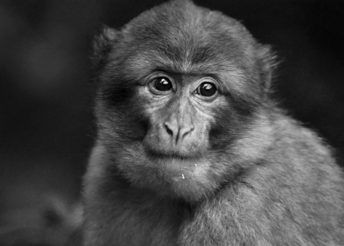 'Monkey' Poster by IDA Design Displate