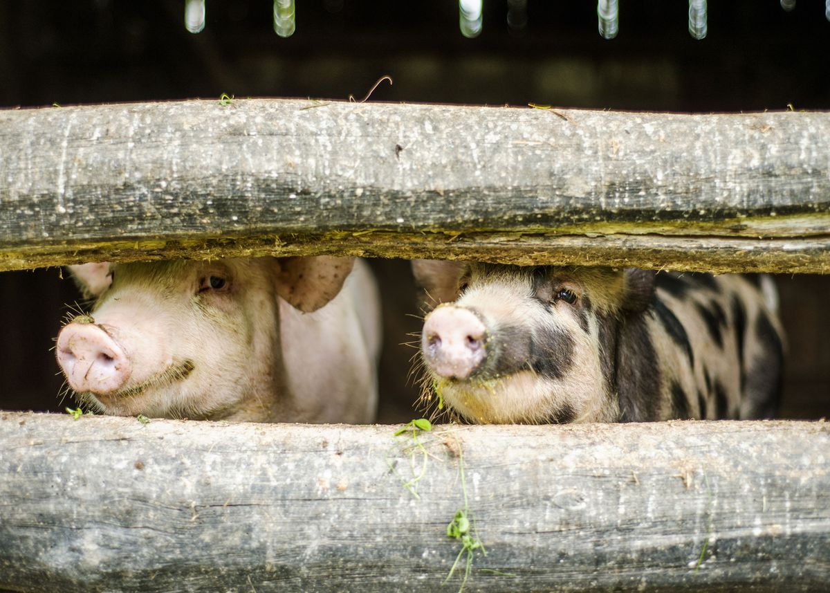 'Cute Pigs' Poster by Stunning Wallpapers | Displate
