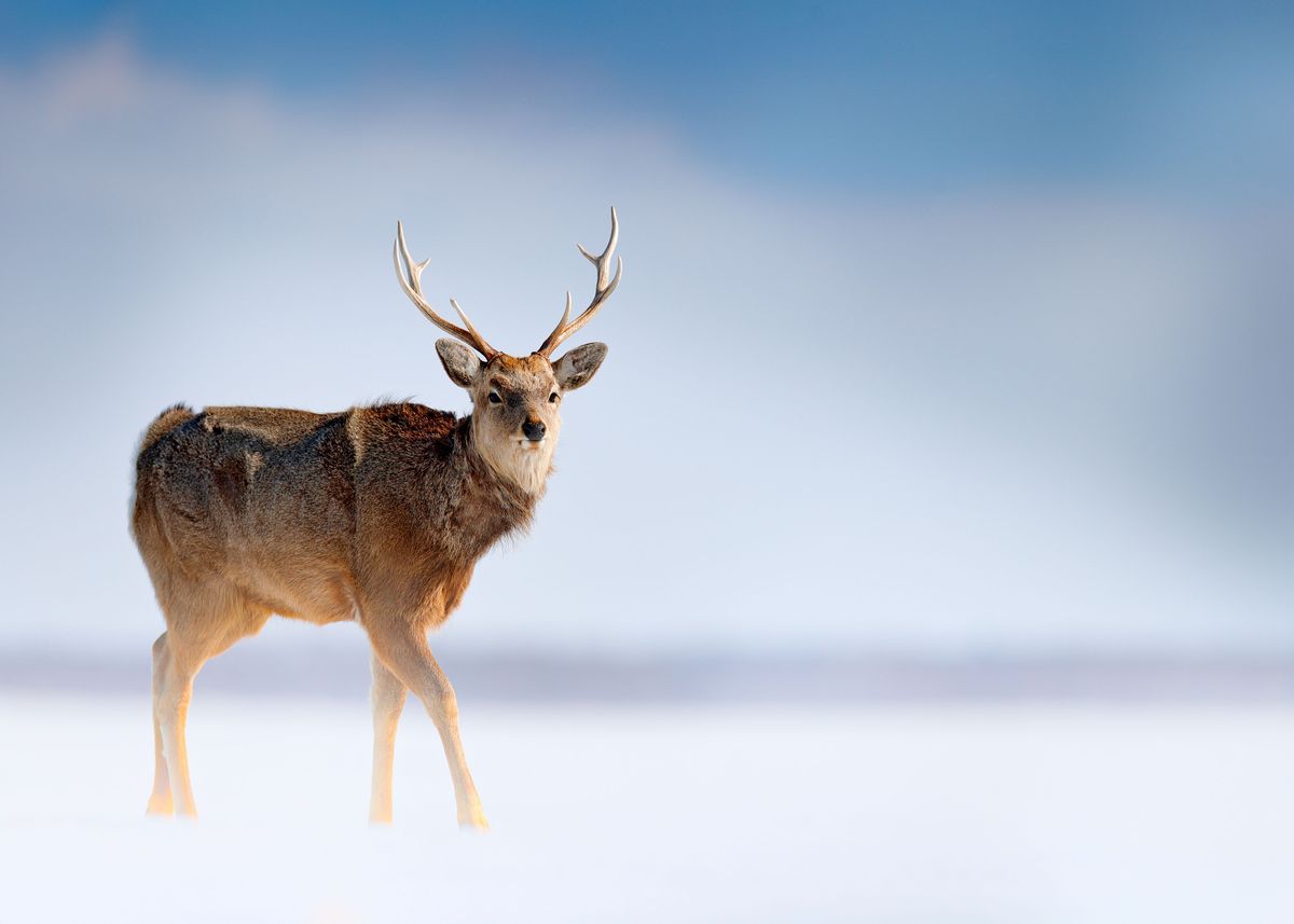 'Hokkaido Sika Deer Cervus ' Poster by Stunning Wallpapers | Displate