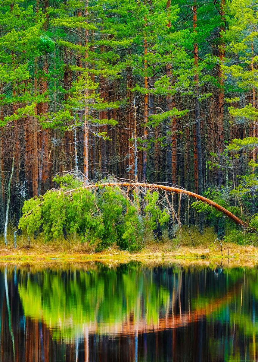 ‘Pine Forest And A Lake’ Poster by Stunning Wallpapers | Displate