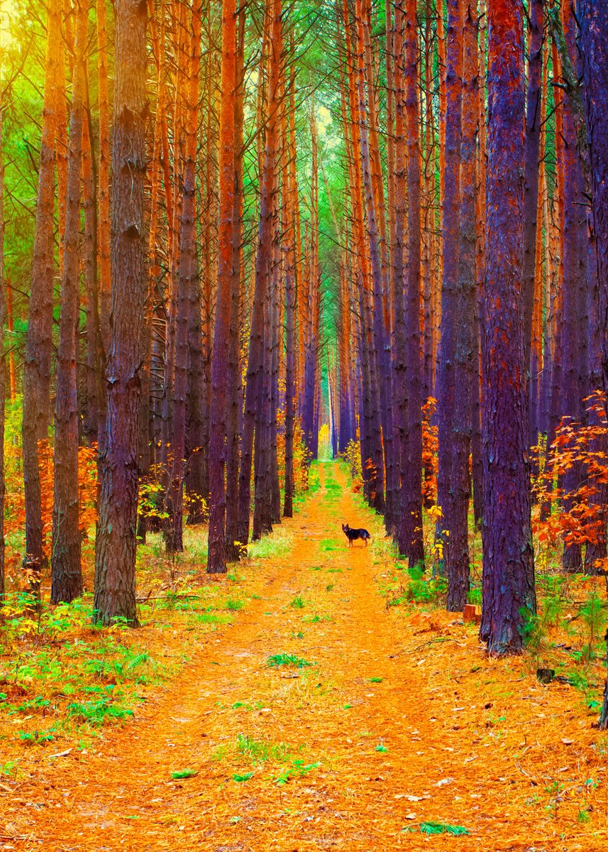 'Pine Forest In Autumn' Poster by Stunning Wallpapers | Displate