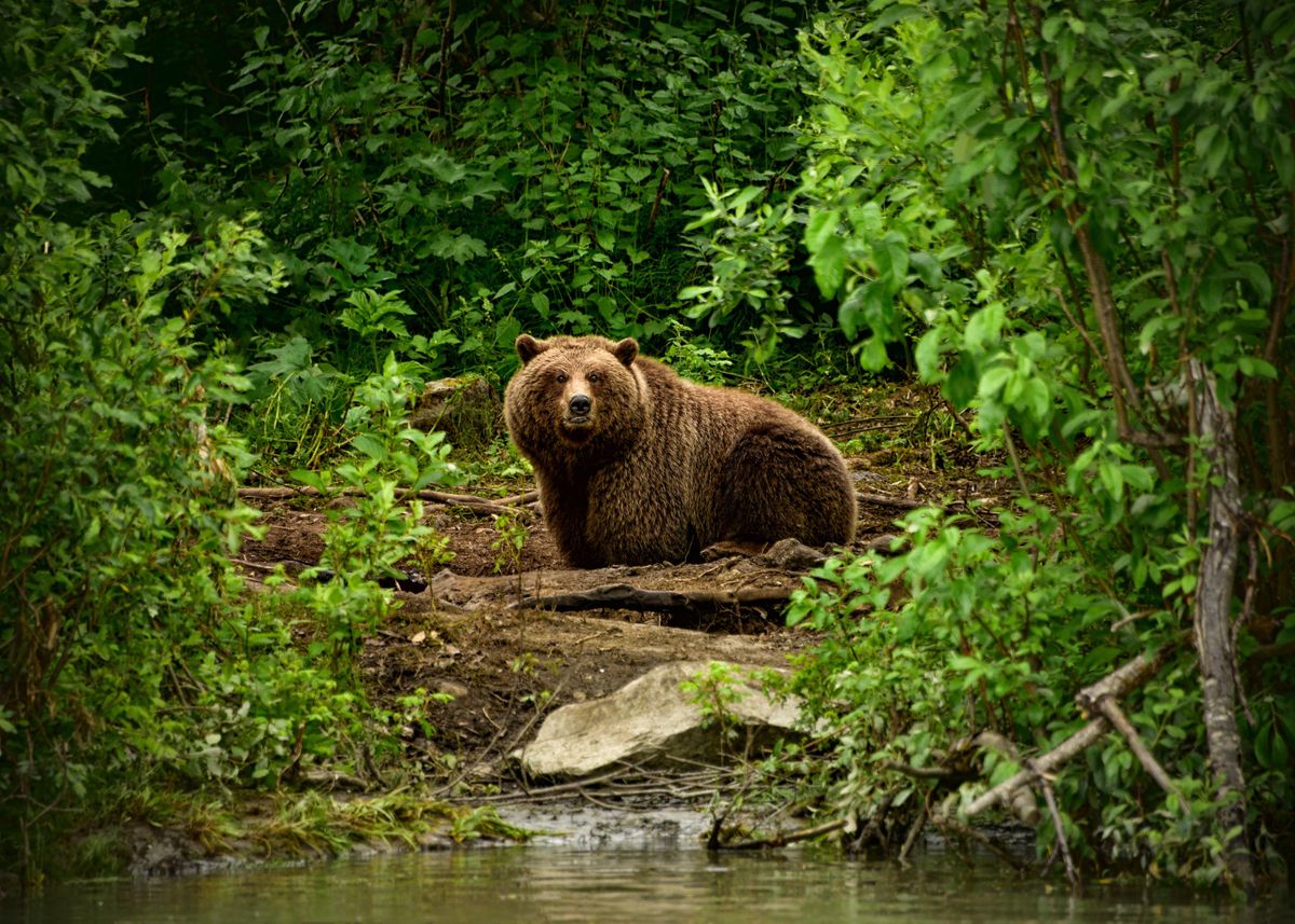 'Brown Bear' Poster by Naso | Displate